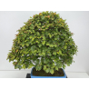 Fagus sylvatica I-8750 view 2