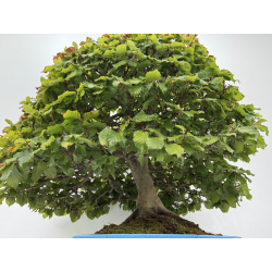 Fagus sylvatica -haya europea- I-8750 vista 3
