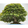 Fagus sylvatica -haya europea- I-8750 vista 3