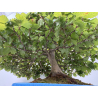 Fagus sylvatica -haya europea- I-8750 vista 5