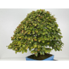 Fagus sylvatica -haya europea- I-8750 vista 6
