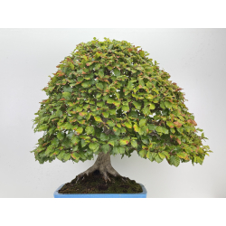 Fagus sylvatica -haya europea- I-8750 vista 7