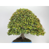 Fagus sylvatica I-8750 view 7