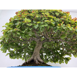 Fagus sylvatica I-8750 view 8