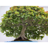 Fagus sylvatica -haya europea- I-8750 vista 8