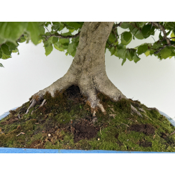 Fagus sylvatica -haya europea- I-8750 vista 9