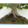 Fagus sylvatica -haya europea- I-8750 vista 9