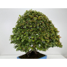 Fagus sylvatica -haya europea- I-8750 vista 10