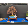 Fagus sylvatica -haya europea- bonsái I-8750 | Laos Garden