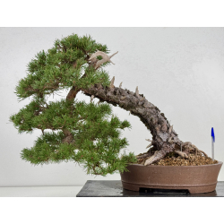 Pinus sylvestris -pino s. europeo- I-8745