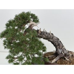 Pinus sylvestris -pino s. europeo- I-8745 vista 2