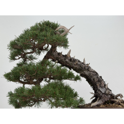 Pinus sylvestris -pino s. europeo- I-8745 vista 3