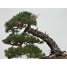Pinus sylvestris -pino s. europeo- I-8745 vista 3