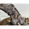 Pinus sylvestris -pino s. europeo- I-8745 vista 4
