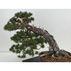 Pinus sylvestris I-8745 view 5