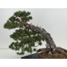 Pinus sylvestris -pino s. europeo- I-8745 vista 5