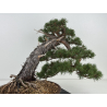 Pinus sylvestris -pino s. europeo- I-8745 vista 6