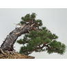 Pinus sylvestris -pino s. europeo- I-8745 vista 7