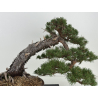 Pinus sylvestris -pino s. europeo- I-8745 vista 8