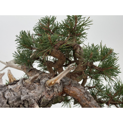 Pinus sylvestris -pino s. europeo- I-8745 vista 9