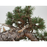 Pinus sylvestris -pino s. europeo- I-8745 vista 9