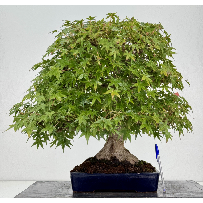 Acer palmatum yamamomiji I-8734