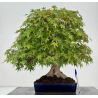 Acer palmatum yamamomiji I-8734