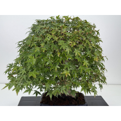 Acer palmatum yamamomiji I-8734 vista 2