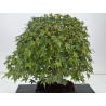 Acer palmatum yamamomiji I-8734 vista 2