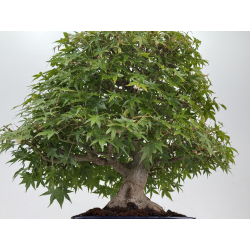 Acer palmatum yamamomiji I-8734 vista 3