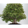 Acer palmatum yamamomiji I-8734 vista 3