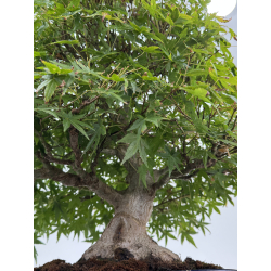 Acer palmatum yamamomiji I-8734 vista 4