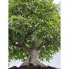 Acer palmatum yamamomiji I-8734 vista 4