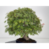 Acer palmatum yamamomiji I-8734 vista 5