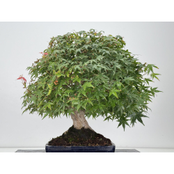 Acer palmatum yamamomiji I-8734 vista 6