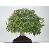 Acer palmatum yamamomiji I-8734 vista 6