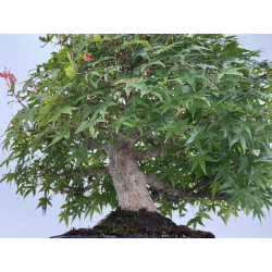 Acer palmatum yamamomiji I-8734 vista 7