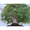 Acer palmatum yamamomiji I-8734 vista 7