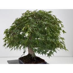 Acer palmatum yamamomiji I-8734 vista 8