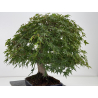 Acer palmatum yamamomiji I-8734 vista 8