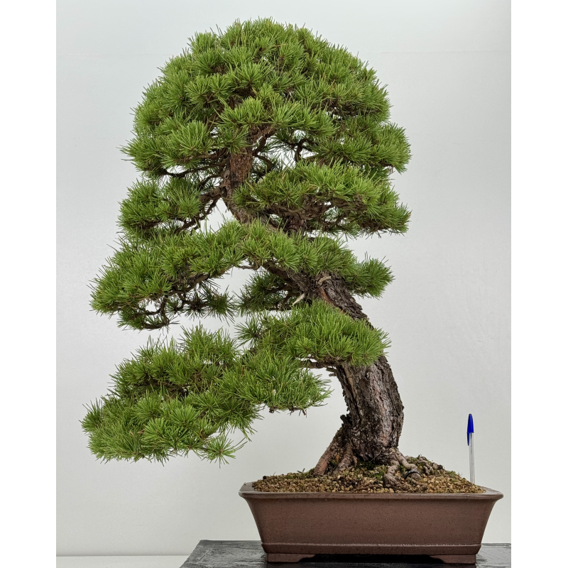 Pinus sylvestris I-8752
