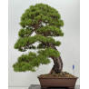 Pinus sylvestris -pino s. europeo- I-8752