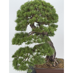 Pinus sylvestris -pino s. europeo- I-8752 vista 2