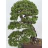 Pinus sylvestris -pino s. europeo- I-8752 vista 2