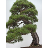 Pinus sylvestris -pino s. europeo- I-8752 vista 3