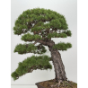 Pinus sylvestris -pino s. europeo- I-8752 vista 4