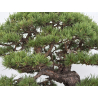 Pinus sylvestris I-8752 view 5