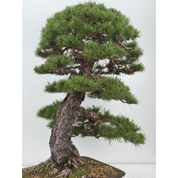 Pinus sylvestris -pino s. europeo- I-8752 vista 6