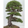 Pinus sylvestris -pino s. europeo- I-8752 vista 6