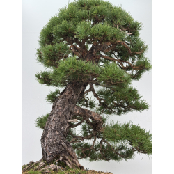 Pinus sylvestris -pino s. europeo- I-8752 vista 7